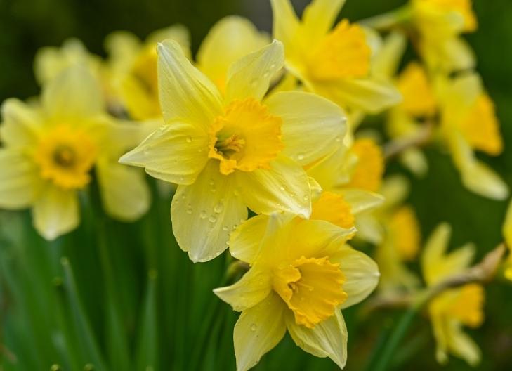 Single daffodil bloom symbolizing love, happiness, and beauty
