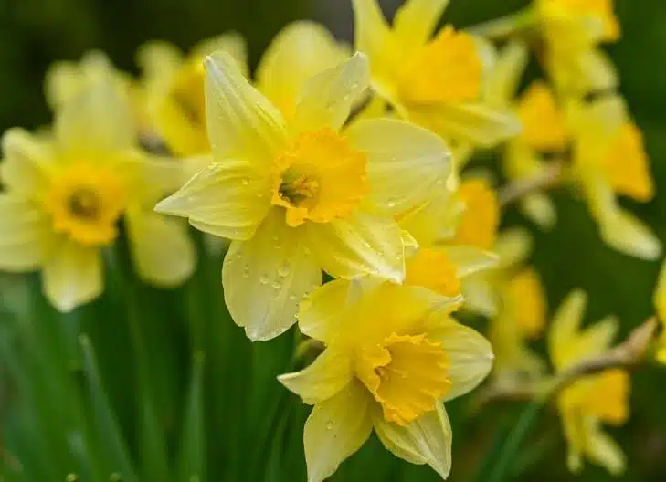 Single daffodil bloom symbolizing love, happiness, and beauty