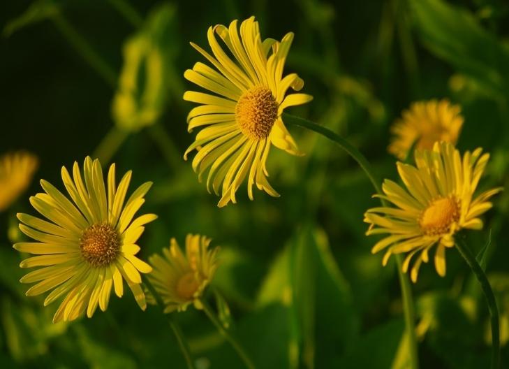 Small white chamomile flowers blooming in the meadow, symbolizing peace and relaxation