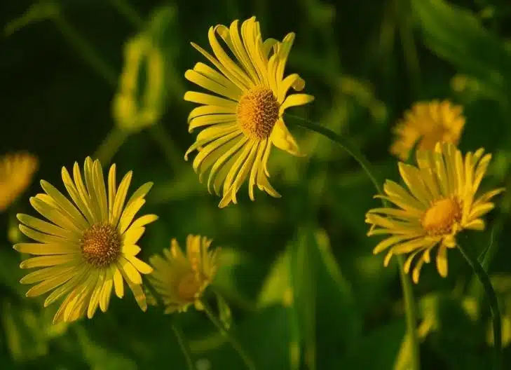 Small white chamomile flowers blooming in the meadow, symbolizing peace and relaxation