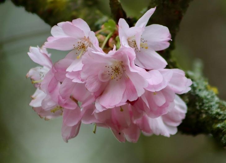 Soft pink cherry blossoms adorning tree branches, symbolizing new beginnings and beauty