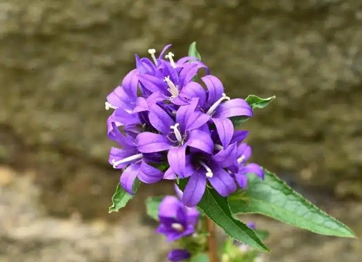 Vibrant blue campanula petals symbolizing humility, kindness, and spiritual insight