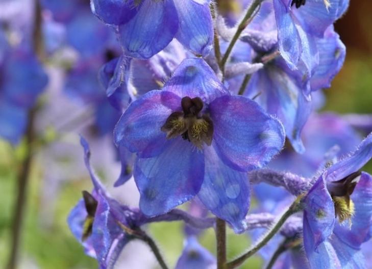 Vibrant blue delphinium flowers symbolizing