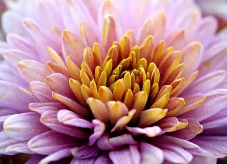 Vibrant chrysanthemums conveying abundance, vitality, and protection