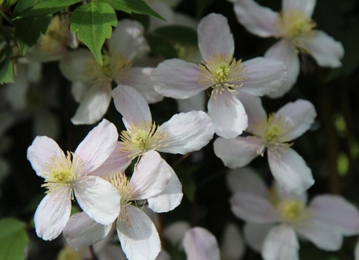 Vibrant clematis flowers symbolizing beauty, mental clarity, and strength