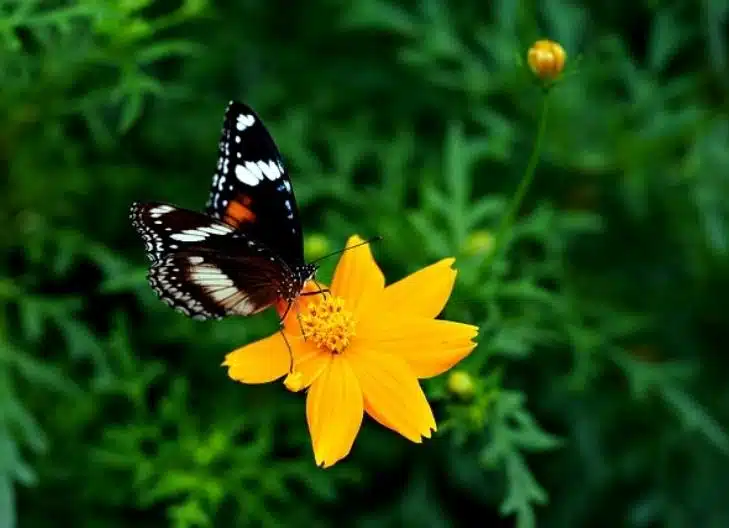 Vibrant cosmos flowers symbolizing peace, love, and beauty
