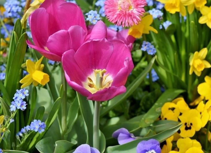 Vibrant daffodil petals conveying friendship and the arrival of spring