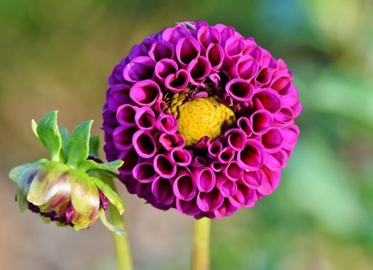 Vibrant dahlia flowers symbolizing elegance, strength, and creativity