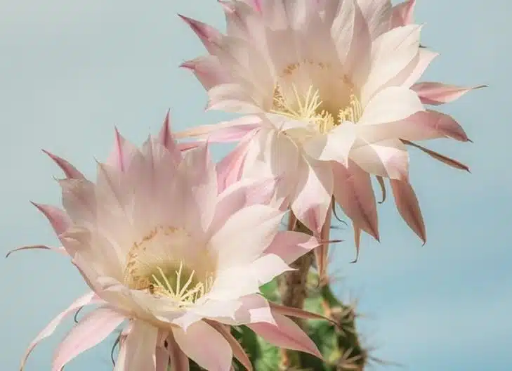 Vibrant desert cactus flowers, reflecting adaptability, protection, and renewal