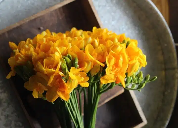 What does freesia symbolize