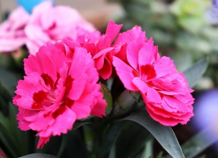 White carnation blossoms conveying purity, innocence, and good luck
