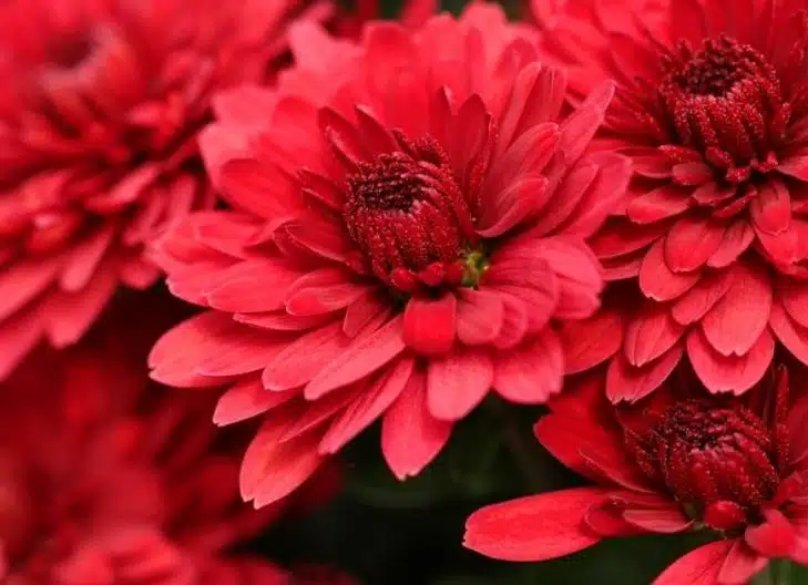 White chrysanthemums in full bloom, associated with purity and peace