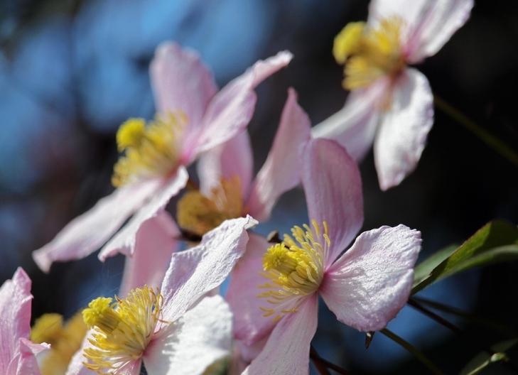 White clematis flowers conveying purity and spiritual awakening
