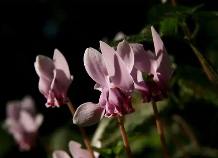 White cyclamen flowers conveying purity and deep emotional strength