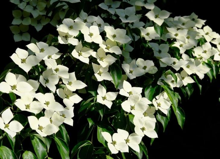 White dogwood flower in bloom symbolizing rebirth and purity