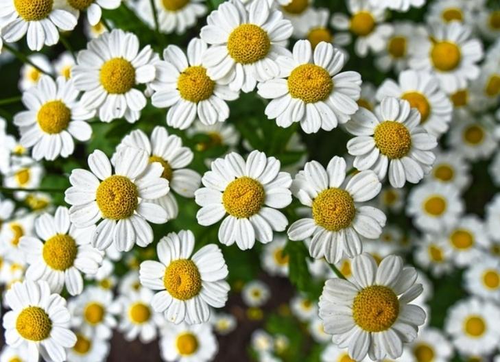 Wild chamomile blooms in the field, associated with renewal and gentle strength