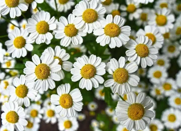 Wild chamomile blooms in the field, associated with renewal and gentle strength