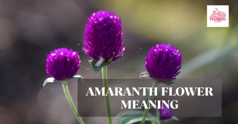 amaranth flower meaning