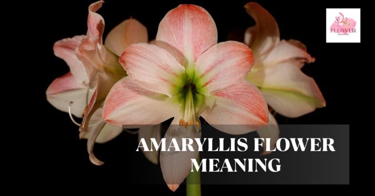 amaryllis flower meaning