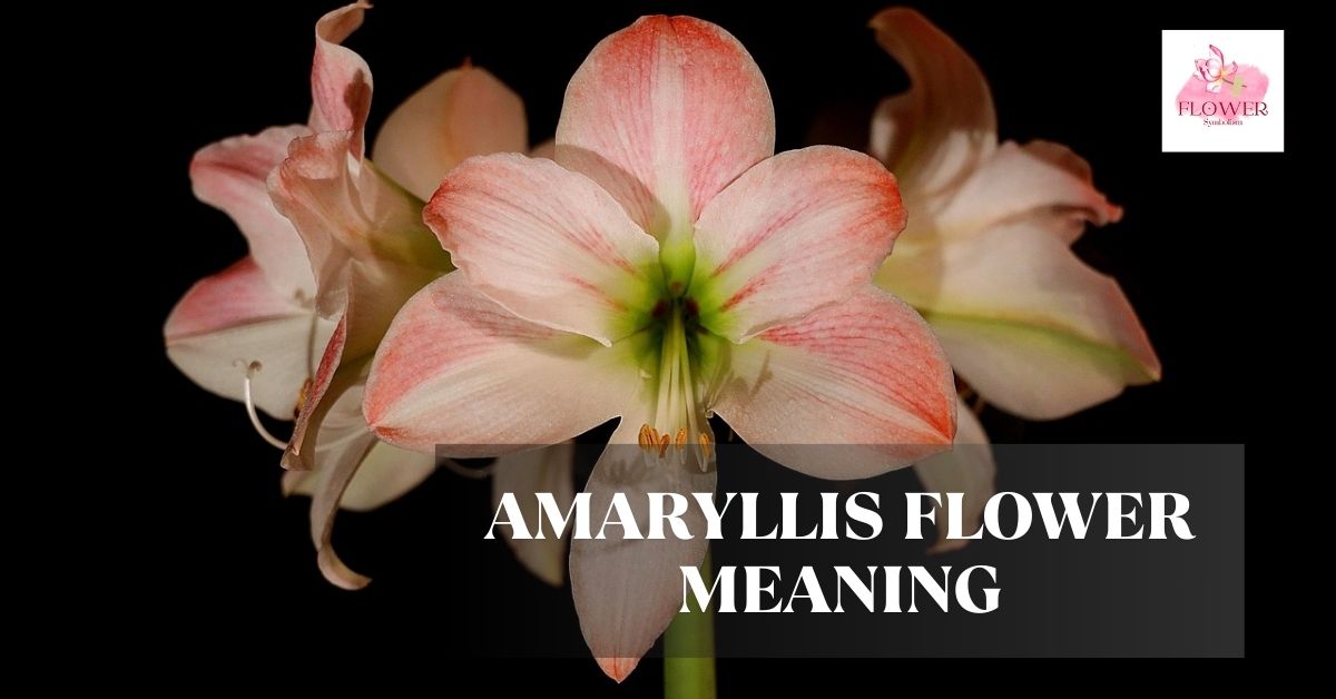 amaryllis flower meaning