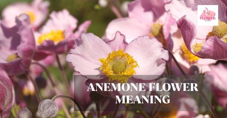 anemone flower meaning
