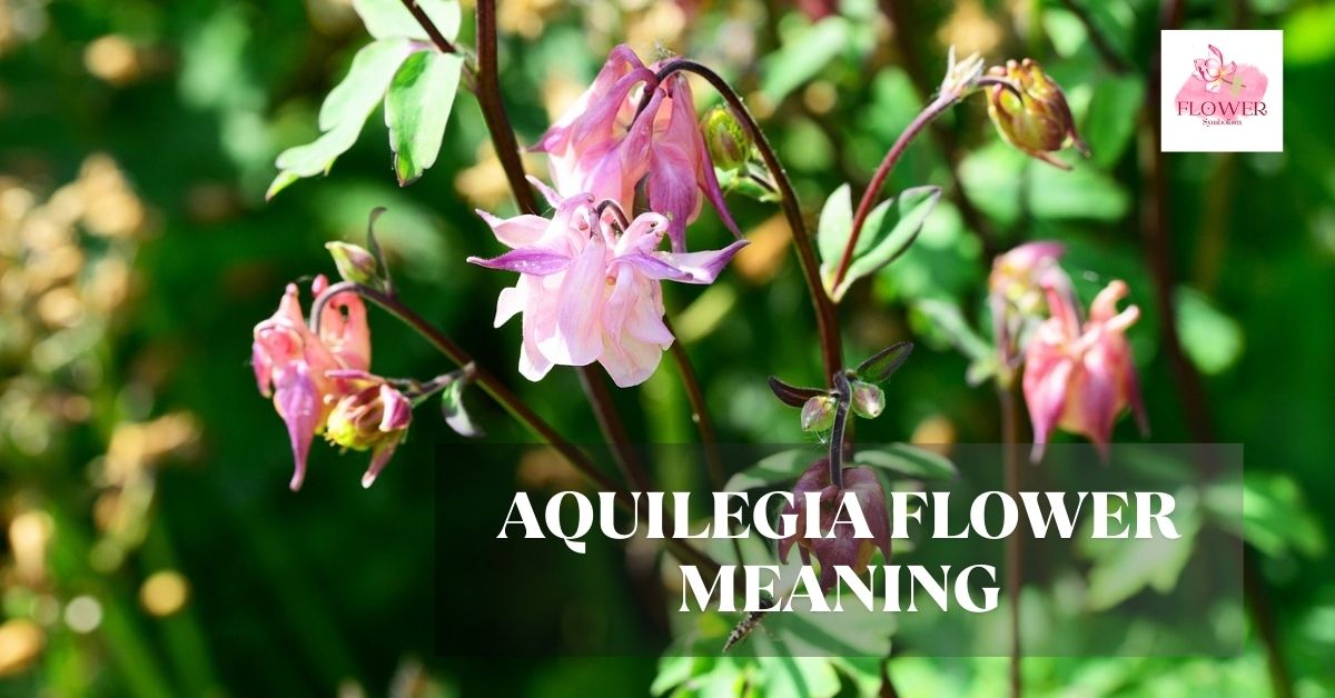 aquilegia flower meaning