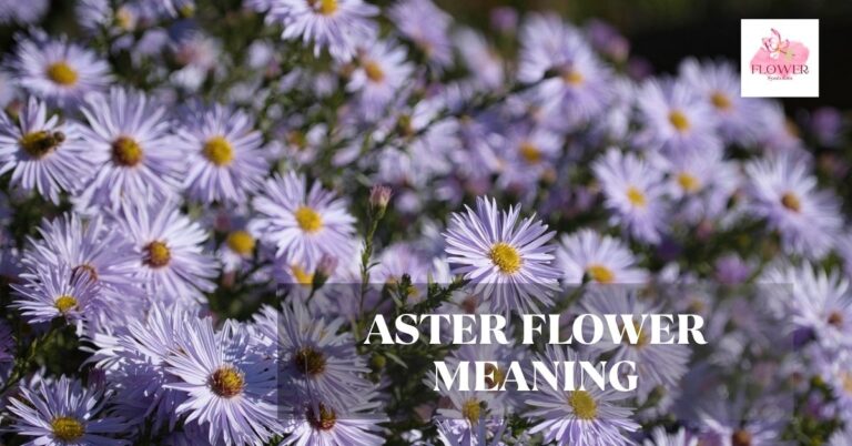 aster flower meaning