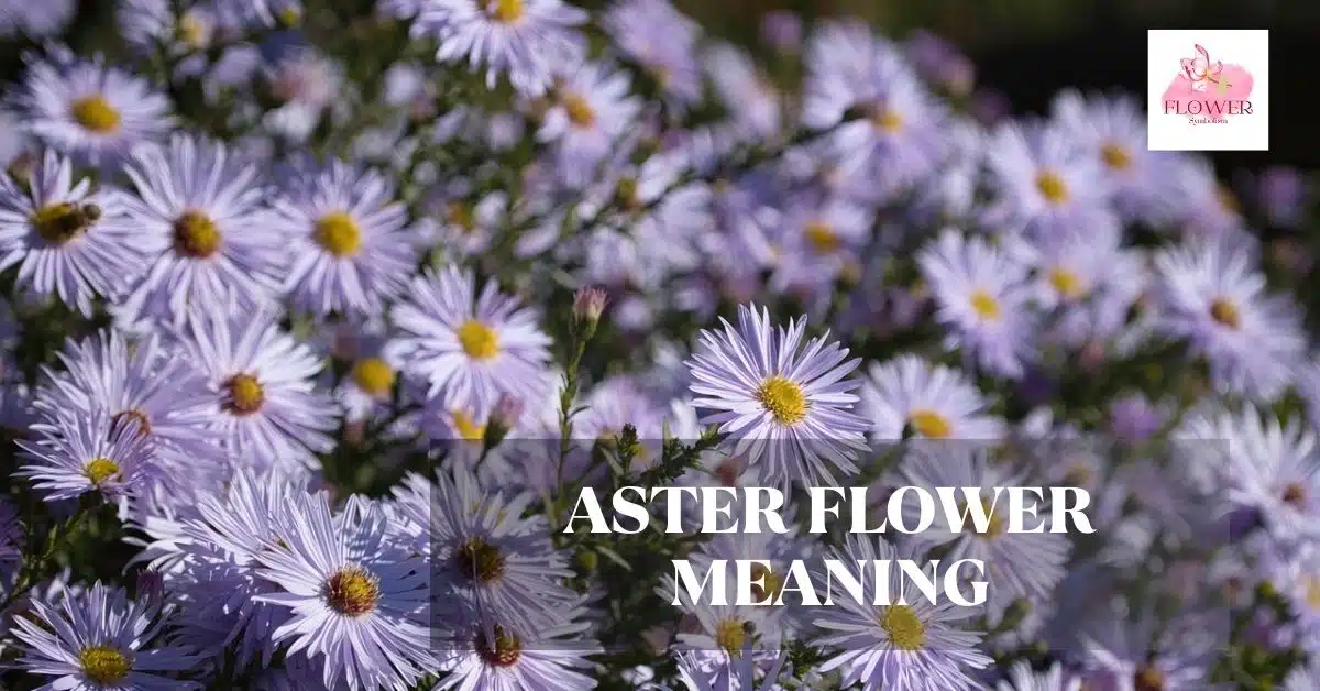 aster flower meaning