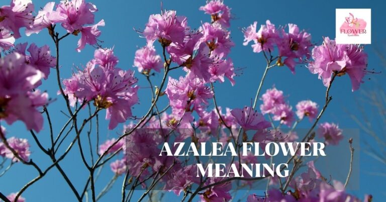 azalea flower meaning
