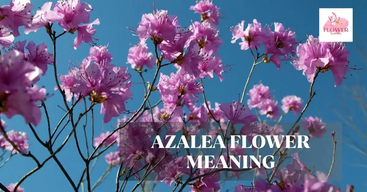 azalea flower meaning