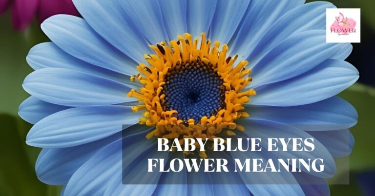 baby blue eyes flower meaning