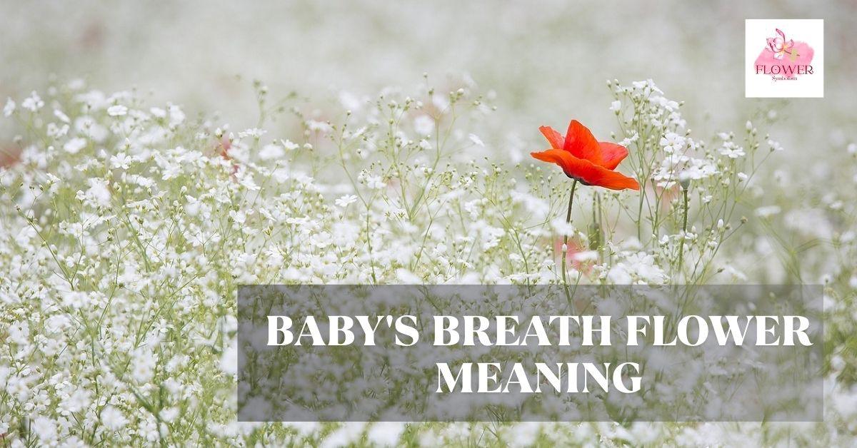 baby's breath flower meaning
