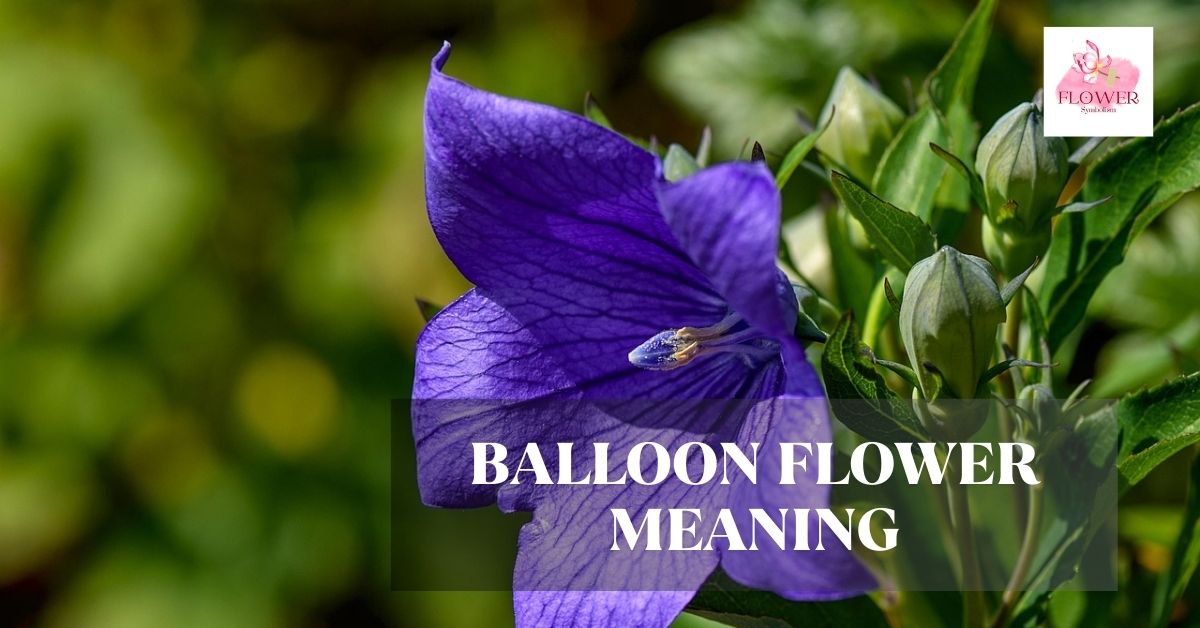 balloon flower meaning