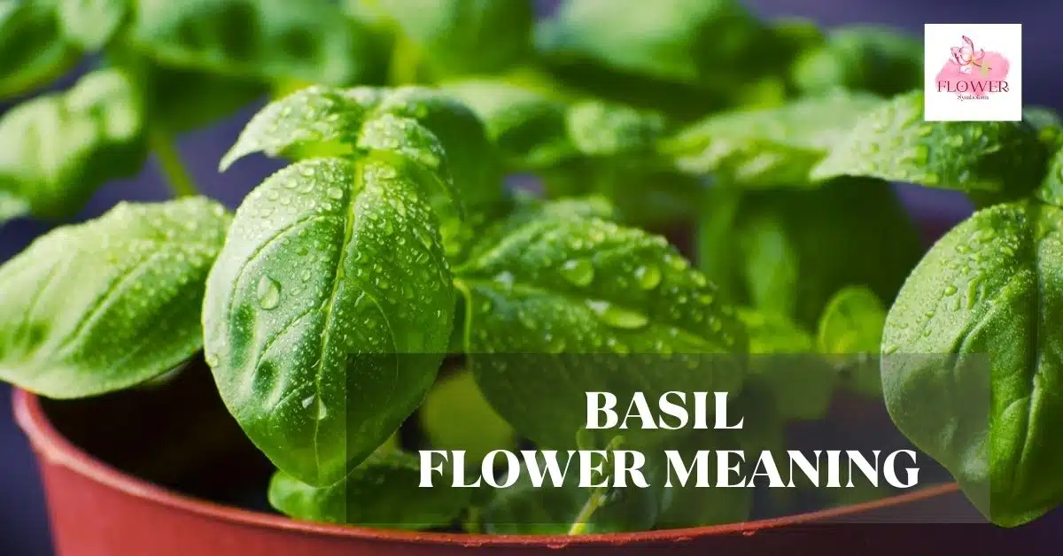 basil flower meaning