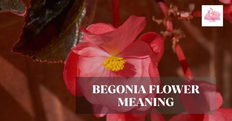 begonia flower meaning