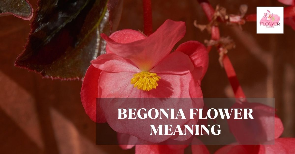 begonia flower meaning