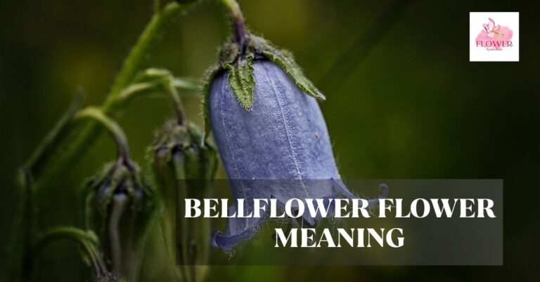 bellflower flower meaning