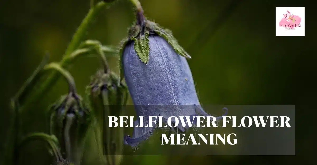bellflower flower meaning