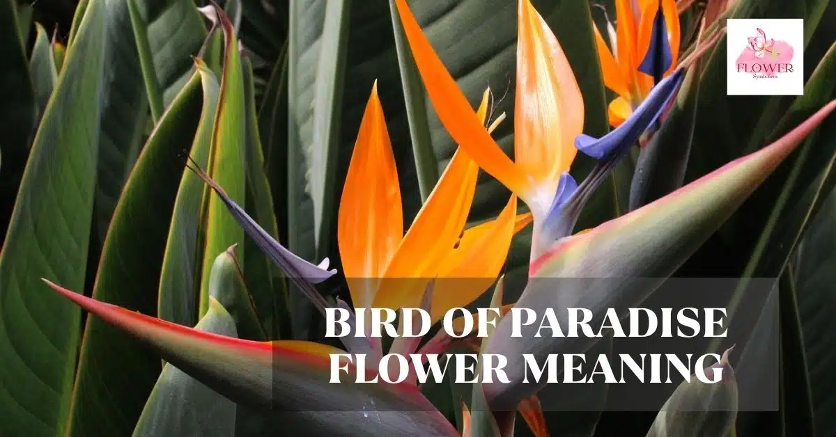 bird of paradise flower meaning
