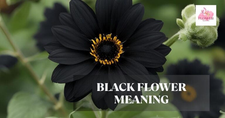 black flower meaning