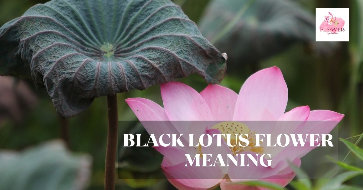black lotus flower meaning