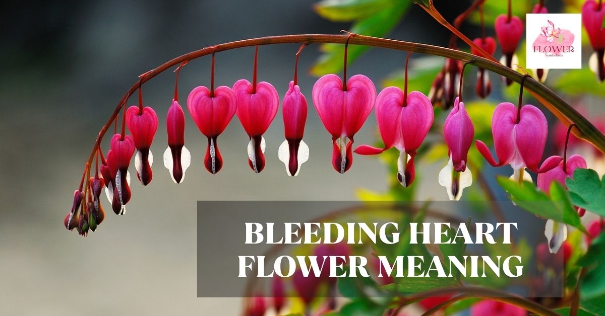 bleeding heart flower meaning