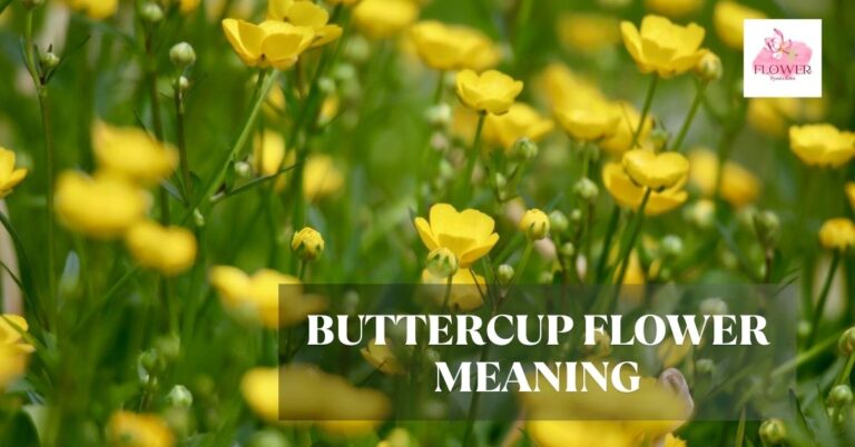 buttercup flower meaning