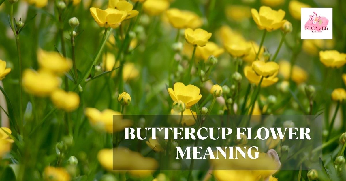 buttercup flower meaning