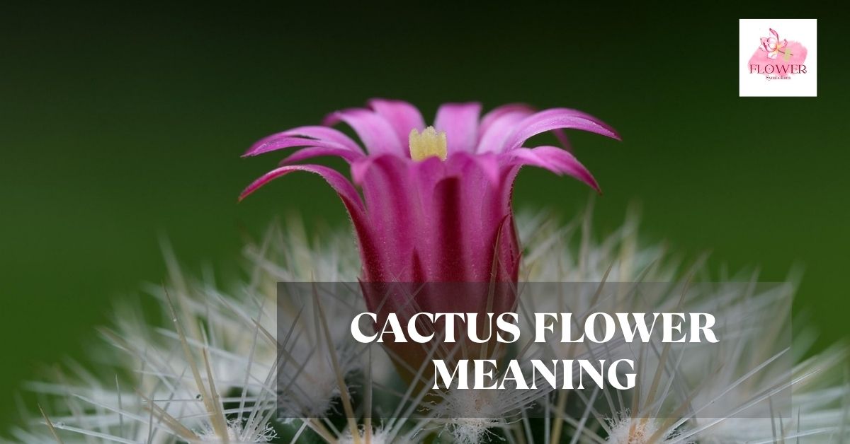 cactus flower meaning