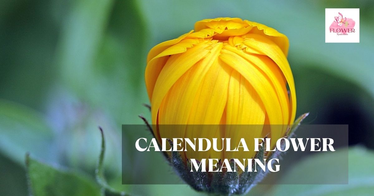calendula flower meaning