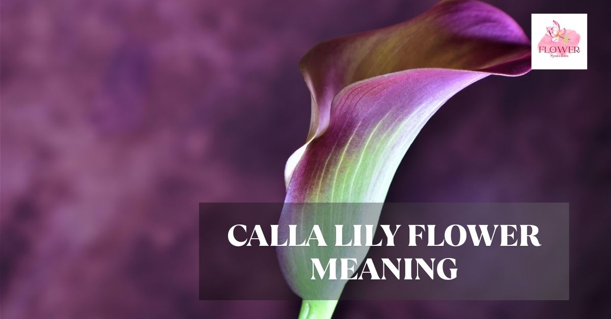 calla lily flower meaning
