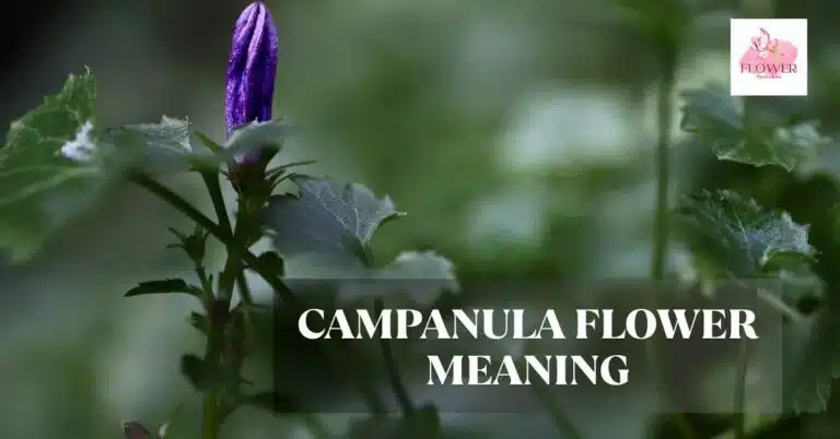 campanula flower meaning