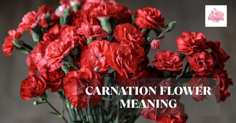 carnation flower meaning