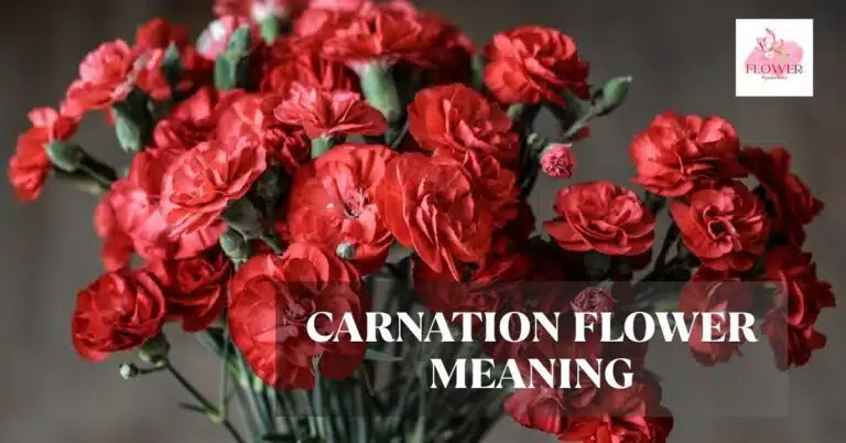 carnation flower meaning